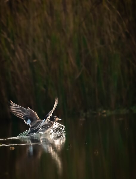 File:Gadwall landing shot, Nepal.jpg