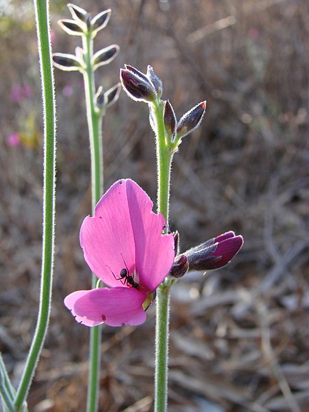 Galactia peduncularis