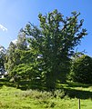 Svenska: Gammal ek vid Torrevalla gård, Sörby socken, Falköpings kommun, Västergötland.