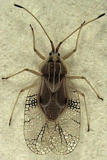 <i>Gargaphia</i> genus of insects