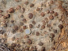 Dark-coloured porphyroblasts of garnet in mica schist at Syros, Greece. Garnet Mica Schist Syros Greece.jpg