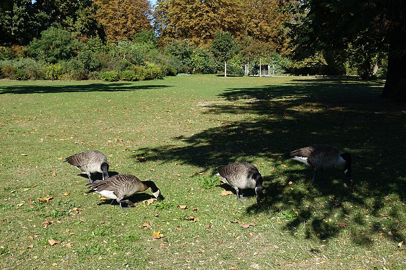 File:Geese @ Ile de Reuilly @ Lac Dausmenil @ Bois de Vincennes @ Paris (30042281042).jpg