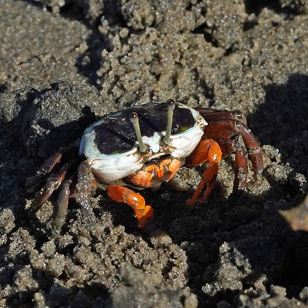 File:Gelasimus Vomeris, Female, Port Macquarie, NSW, Australia.jpg