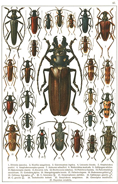 File:Georgiy Jacobson - Beetles Russia and Western Europe - plate 67.jpg