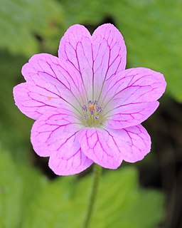 <i>Geranium <span style="font-style:normal;">×</span> oxonianum</i> Species of flowering plant