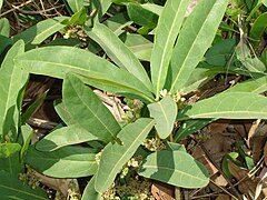 Dichapetalum cymosum Gifblaar.jpg