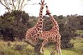Giraffe Sweetwater Nat Park Kenia.jpg