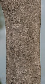 Gmelina arborea corteccia I IMG 3543.jpg