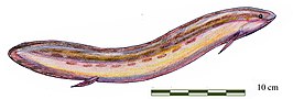 Gnathorhiza