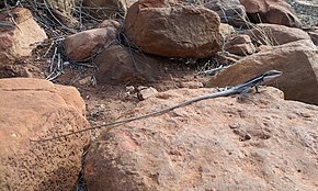 Gowidon longirostris.jpg görüntüsünün açıklaması.