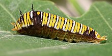 Graphium caterpillar Graphium caterpillar.jpg