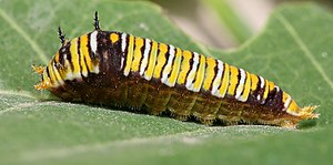 Graphium caterpillar