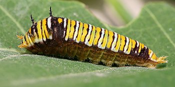 Graphium caterpillar