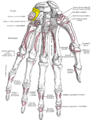 Kosti lijeve šake – dlanska površina (trouglasta kost je žuta)