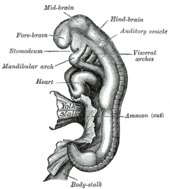 Mensch Embryogenese: Unterteilung in drei Phasen, Blastogenese, Embryogenese