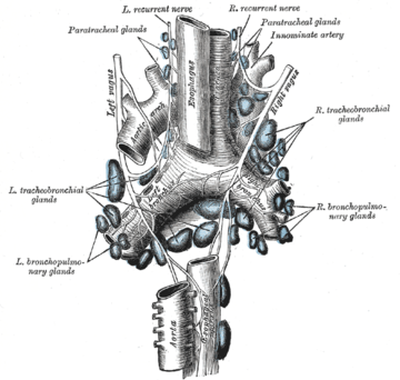 Tracheobronchial lymph nodes