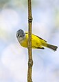 * Nomination Grey headed canary flycatcher in jhor kathmandy valley. By User:Prasan Shrestha --Nirmal Dulal 05:57, 2 April 2024 (UTC) * Decline  Oppose Overprocesssed --Poco a poco 20:05, 2 April 2024 (UTC)