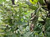 Ein grüner Frosch klammert sich an ein Blatt in einem Wald