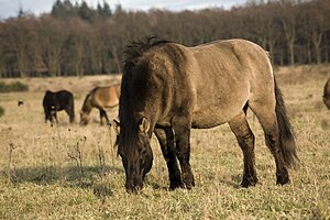 Domestication Du Cheval