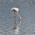 * Nomination Greater flamingo (Phoenicopterus roseus) bottom-feeding, Pallikaranai Marsh --Tagooty 03:49, 23 April 2022 (UTC) * Promotion  Support Good quality -- Johann Jaritz 04:02, 23 April 2022 (UTC)