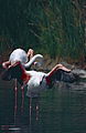 Greater Flamingoes (Phoenicopterus roseus) (14941384371).jpg