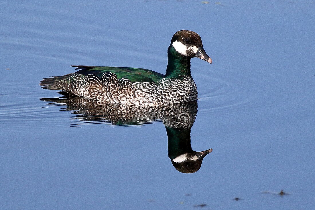 Green pygmy goose