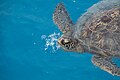 Green Sea Turtle Sand Island Midway Atoll 2019-01-13 16-38-38 (47242703442).jpg