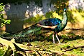 Green peafowl (captive).jpg