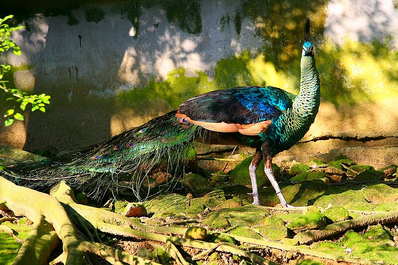 File:Green peafowl (captive).jpg