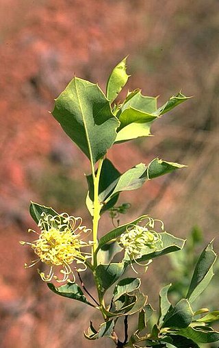 <i>Grevillea prasina</i> Species of shrub in the family Proteaceae endemic to Northern Territory and Western Australia