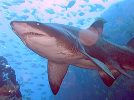 Grey Nurse Shark at Fish Rock Cave, NSW.jpg