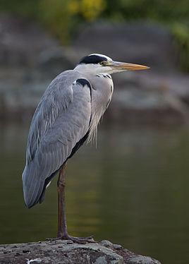 Grey Heron]] at Daisen Park in Sakai, Osaka.