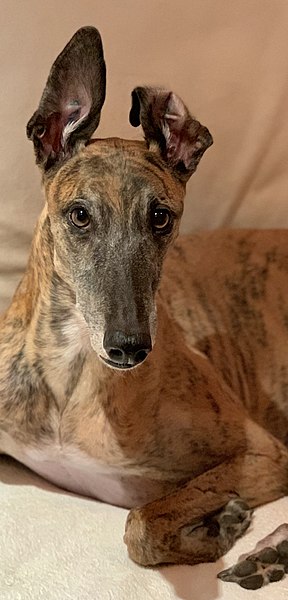 File:Greyhound brindle pattern with ear up.jpg