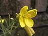 Grote zandkool (Diplotaxis tenuifolia)