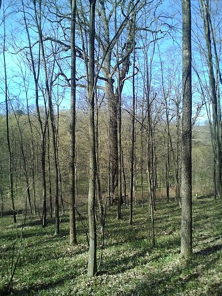 File:Group of 10 oak trees in Scoreni forest 12.jpg