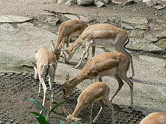Goitered gazelle (females and young)
