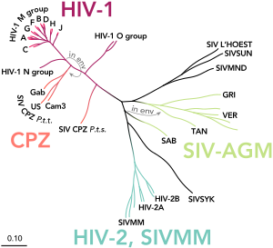 Phylogenetic tree of the SIV and HIV viruses, including HIV-2