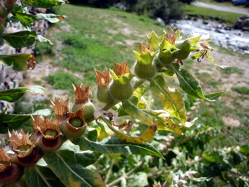 File:HYOSCYAMUS NIGER - MONTGARRI - IB-461 (Herba queixalera).JPG