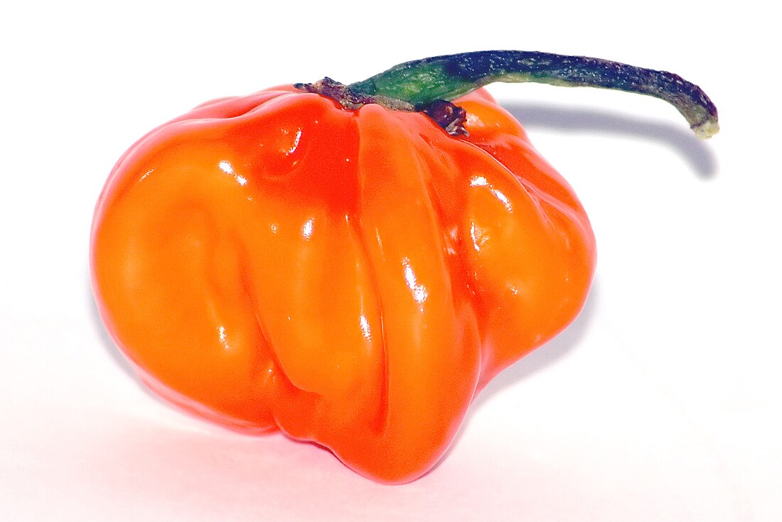 Papryka habanero