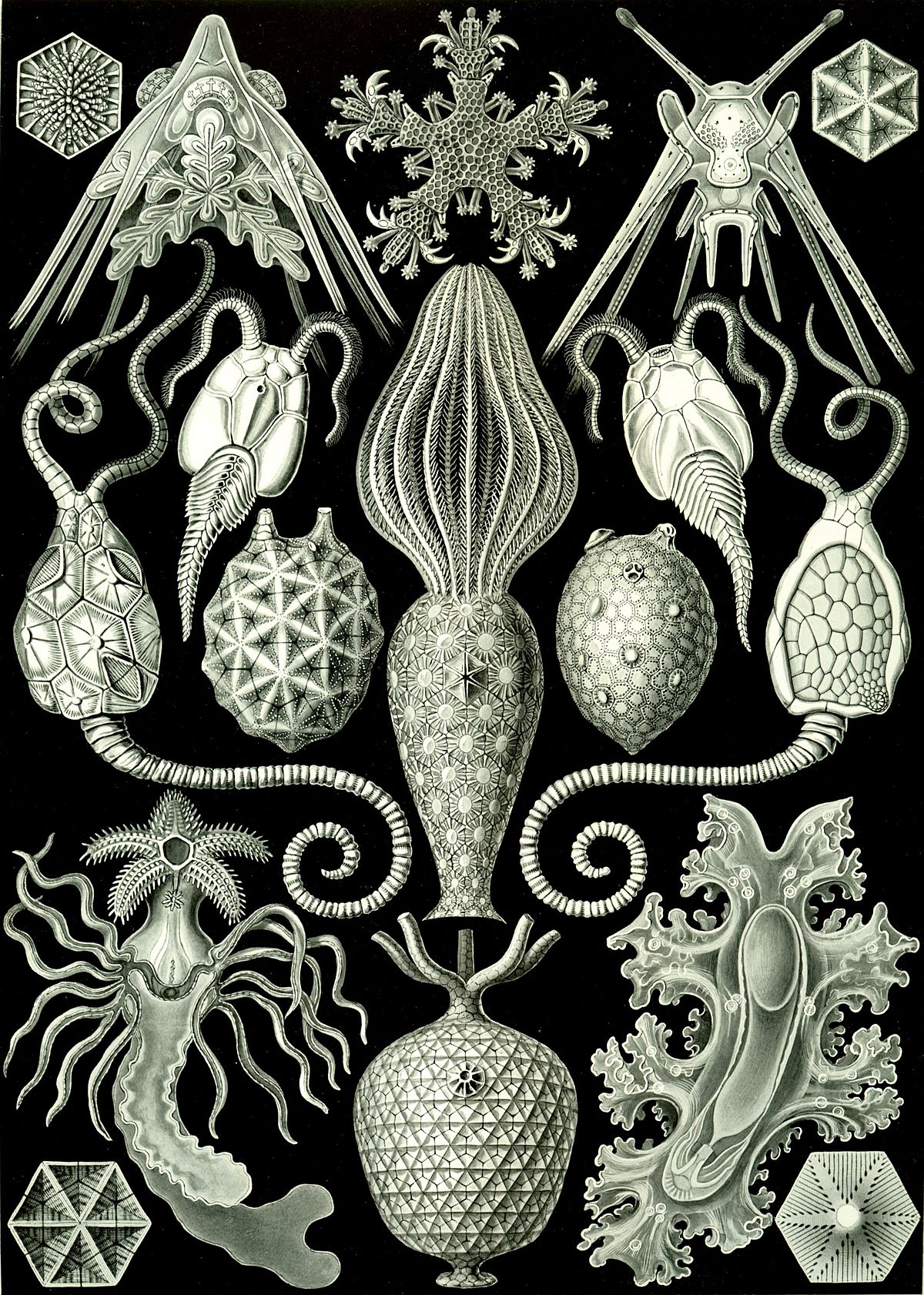 Ernst Haeckel   エルンスト・ヘッケル