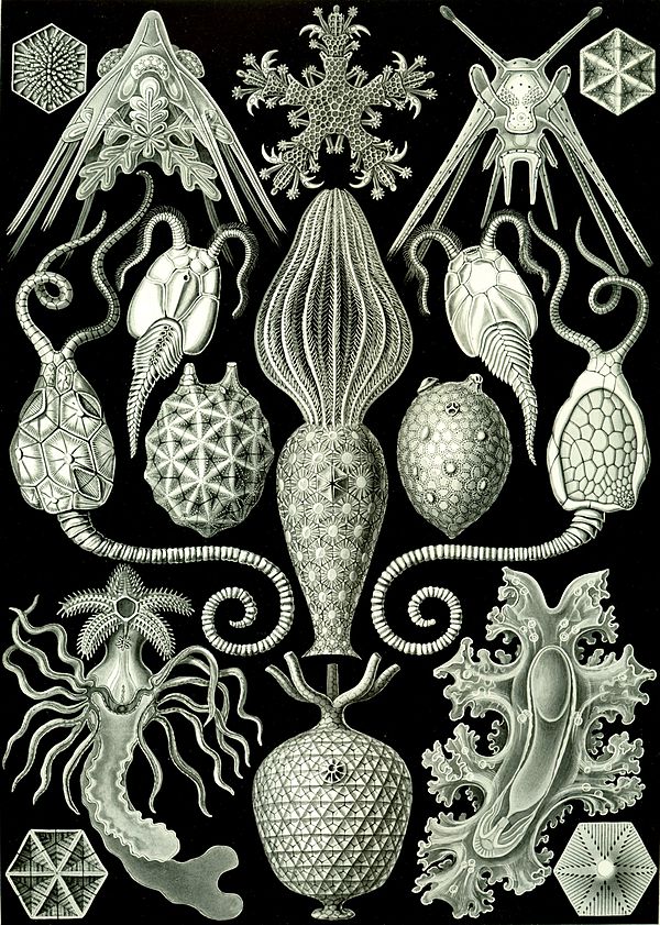 Haeckel Amphoridea