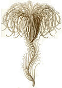 Dessin de Saracrinus angulatus par Ernst Haeckel.