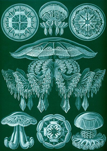 File:Haeckel Discomedusae 88.jpg