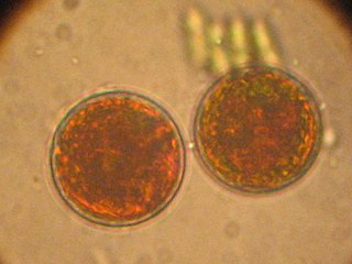 <i>Haematococcus</i> Genus of algae
