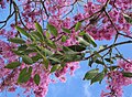 Handroanthus heptaphyllus