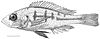Haplochromis argens male holotype, RMNH.PISC.83588) - ZooKeys-256-001-g002.jpeg