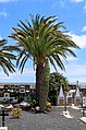 * Nomination View from soutwest on the grave of César Manrique with a Carnegiea gigantea and a Phoenix canariensis, cemetery of Haría, Lanzarote --Llez 11:17, 18 July 2018 (UTC) * Promotion  Support Good quality.--Agnes Monkelbaan 15:45, 18 July 2018 (UTC)