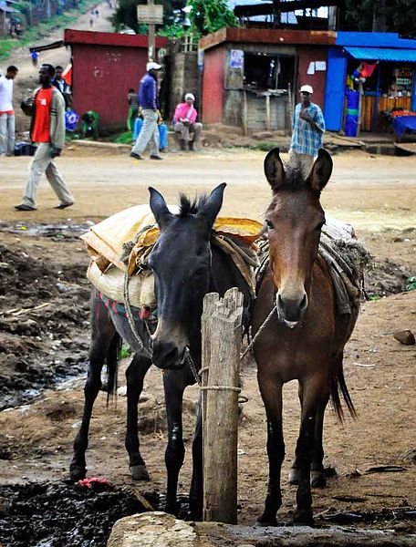 File:Hard Workers, Ethiopia (8256688037).jpg