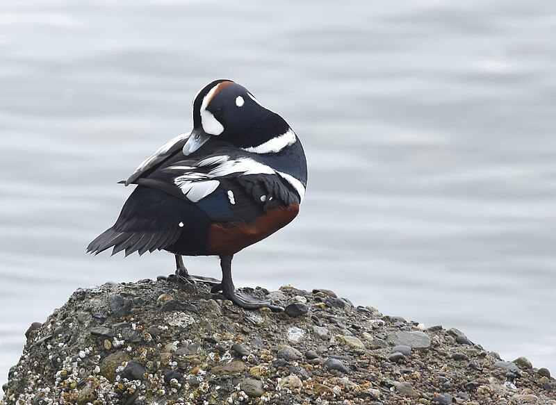 File:Harlequin Duck (31751401218).jpg