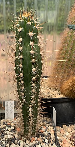 Harrisia tephracantha 4799.jpg